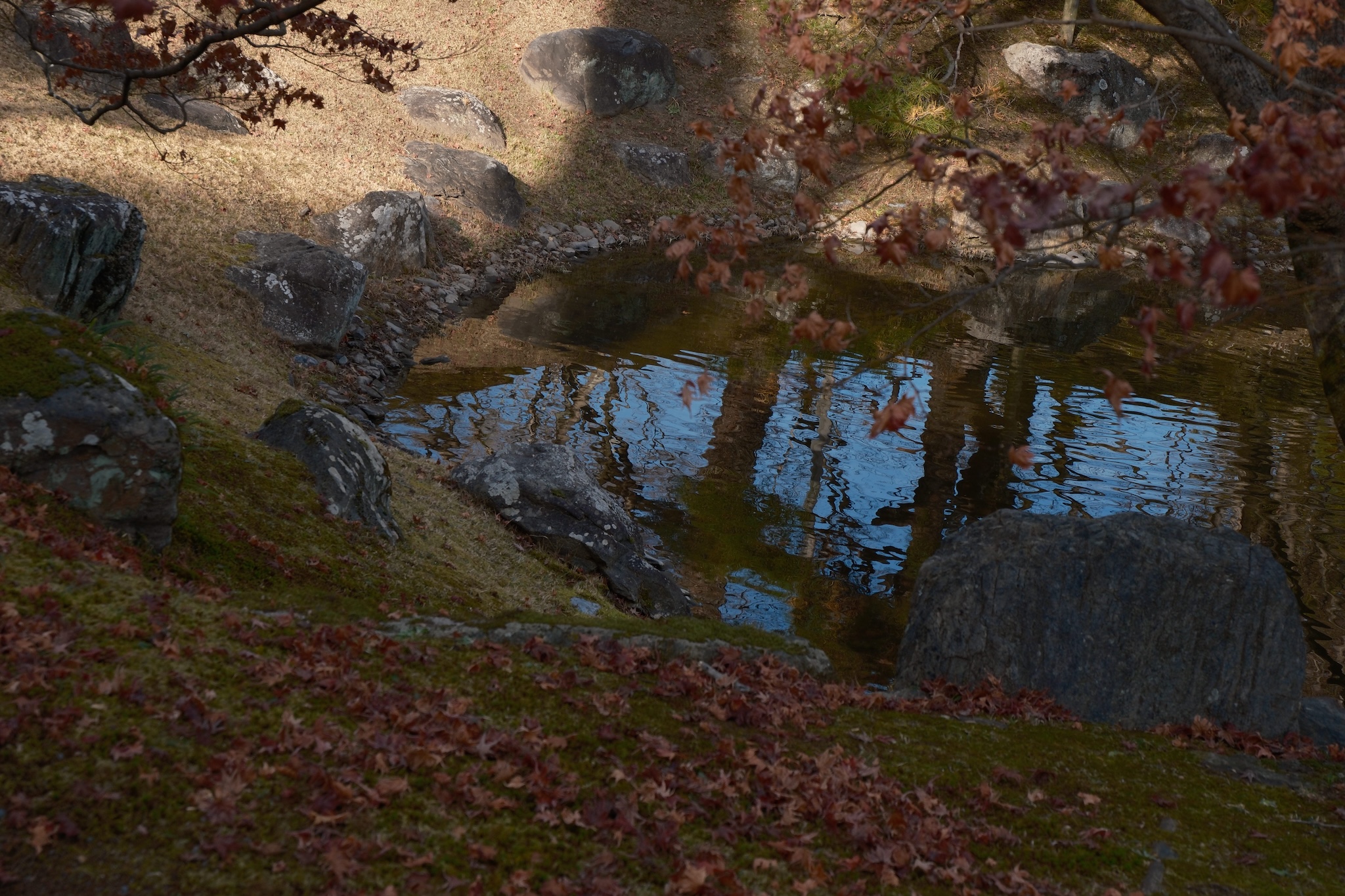 A small pond surrounded by red fallen leaves