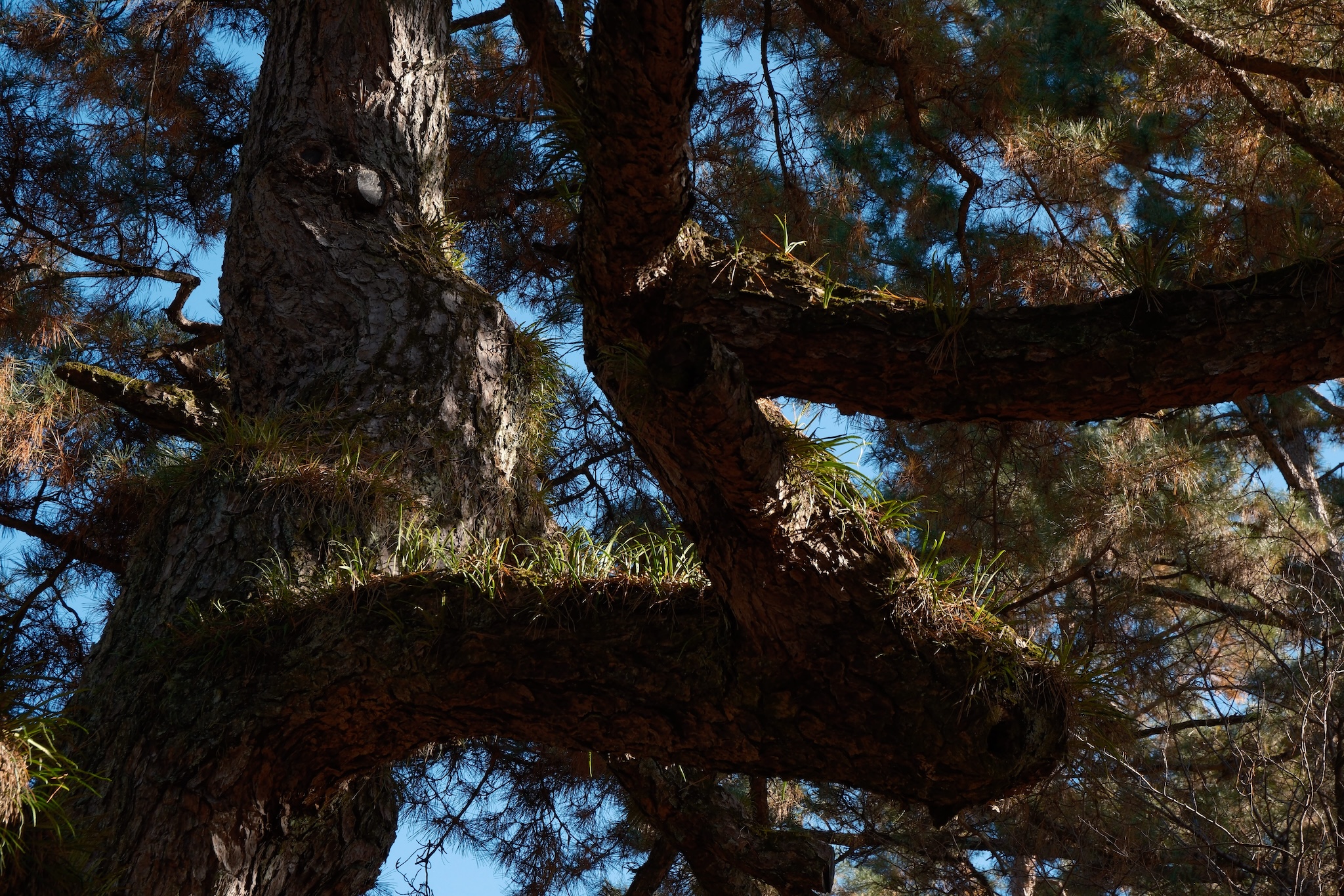 A tree with a thick zig-zag branch in dynamic lighting